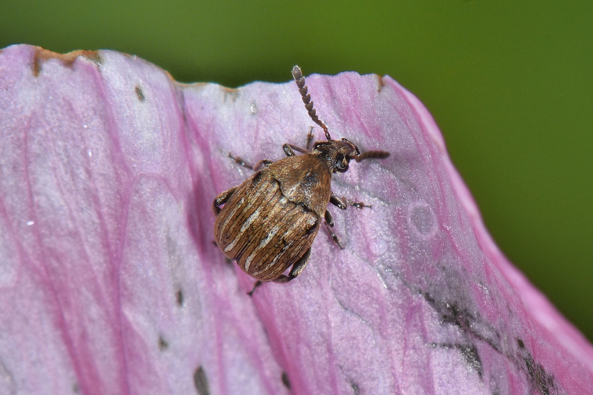 Chrysomelidae Bruchinae: Acanthoscelides sp? No, Bruchidius lineatus